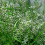 Baby's breath | Gypsophila paniculata Perennial Bedding