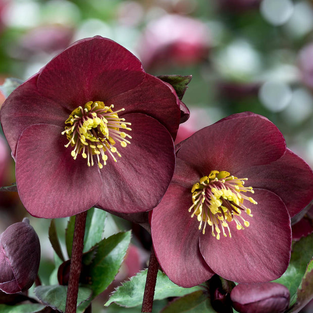 'Brunello' Snow Rose | 'Ice N' Roses®' Series | Hellebore Gold Collection® Perennial Bedding