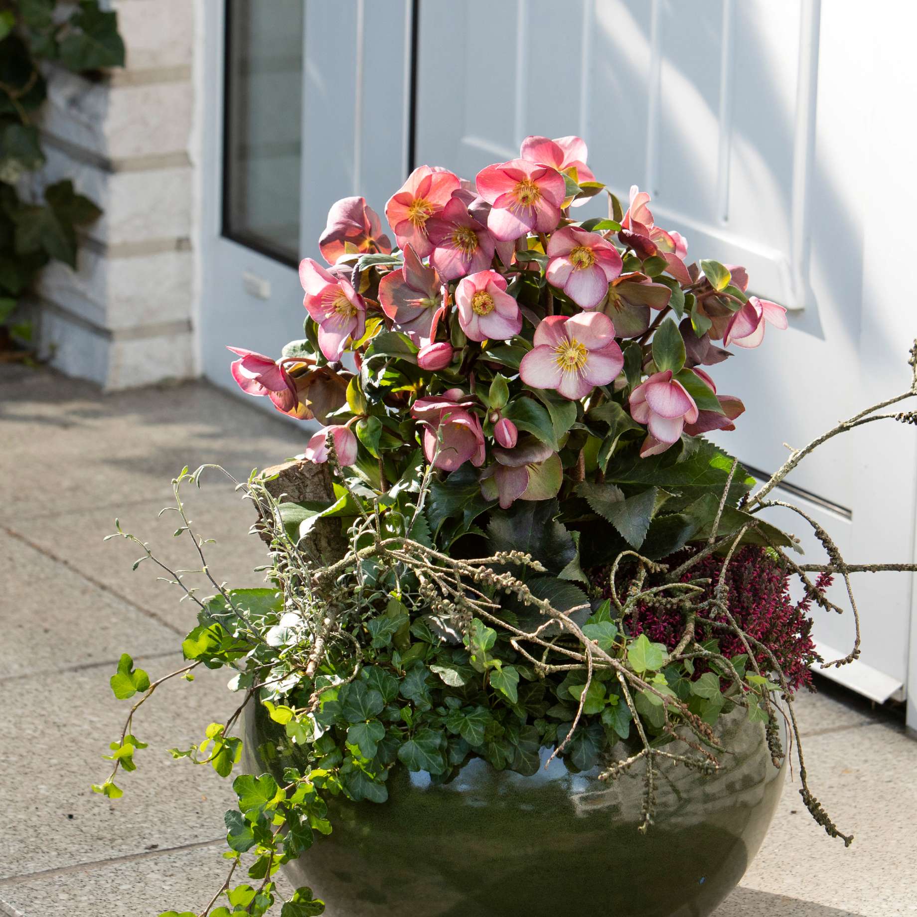 'Early Rose' Snow Rose | 'Ice N' Roses®' Series | Hellebore Gold Collection® Perennial Bedding