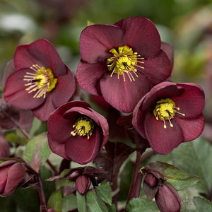 'Merlot' Snow Rose | 'Ice N' Roses®' Series | Hellebore Gold Collection® Perennial Bedding