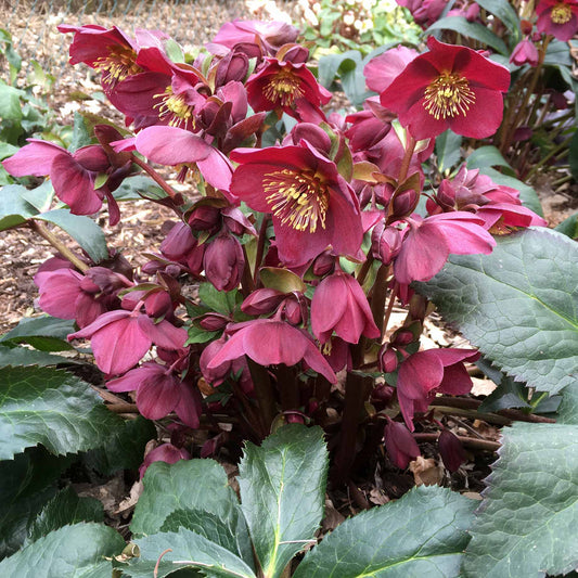 'Red' Snow Rose | 'Ice N' Roses®' Series | Hellebore Gold Collection® Perennial Bedding