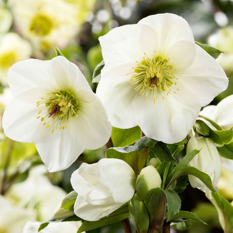 'White' Snow Rose | 'Ice N' Roses®' Series | Hellebore Gold Collection® Perennial Bedding