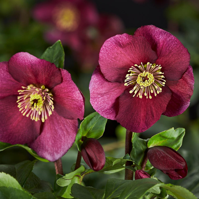 'Leona' Helleborus x Lemperii | Hellebore Gold Collection® Perennial Bedding