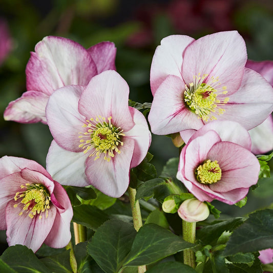 'Liara' Helleborus x Lemperii | Hellebore Gold Collection® Perennial Bedding