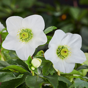 'Lisann' Helleborus x Lemperii | Hellebore Gold Collection® Perennial Bedding