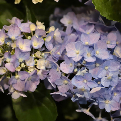 Premium Plant in a 5L Pot Shrubs