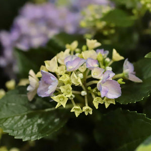 Premium Plant in a 5L Pot Shrubs