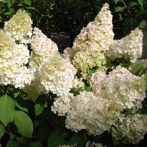 Hydrangea paniculata 'Diamantino' Shrubs