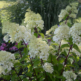 Hydrangea paniculata 'Diamantino' Shrubs