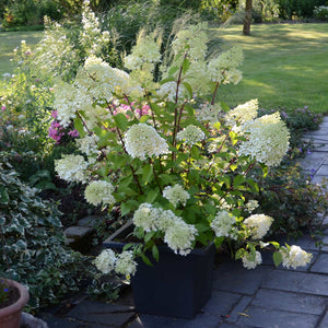 Hydrangea paniculata 'Diamantino' Shrubs