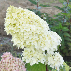 Hydrangea paniculata 'Diamantino' Shrubs
