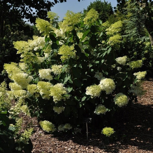 Hydrangea paniculata 'Phantom' Shrubs