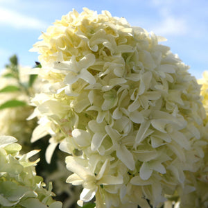 Hydrangea paniculata 'Skyfall' Shrubs