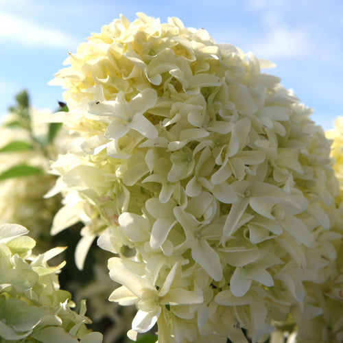 Hydrangea paniculata 'Skyfall' Shrubs