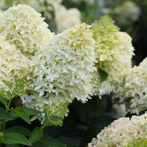 Hydrangea paniculata 'Skyfall' Shrubs