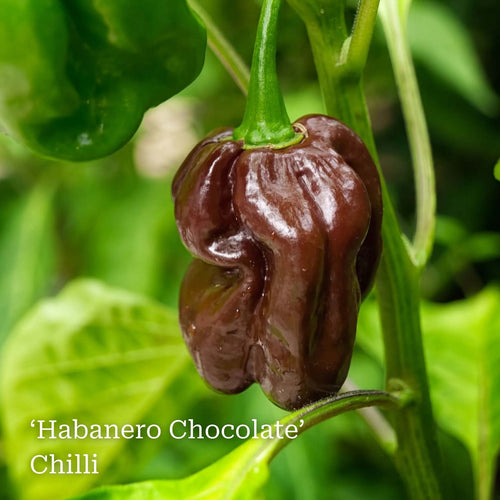 Our Growers' Best Grafted Chilli Plants Collection Vegetables