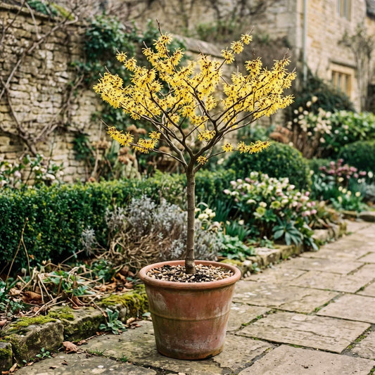 Patio Witch Hazel Tree | Hamamelis × intermedia 'Arnold Promise' Ornamental Trees