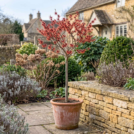 Patio Witch Hazel Tree | Hamamelis × intermedia 'Ruby Glow' Ornamental Trees