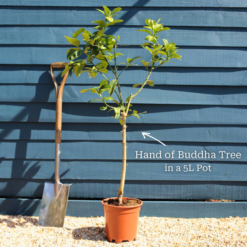 Hand of Buddha Citron Tree | Citrus medica digitata Trained Fruit Trees
