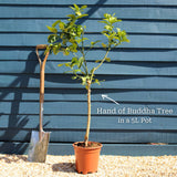 Hand of Buddha Citron Tree | Citrus medica digitata Trained Fruit Trees