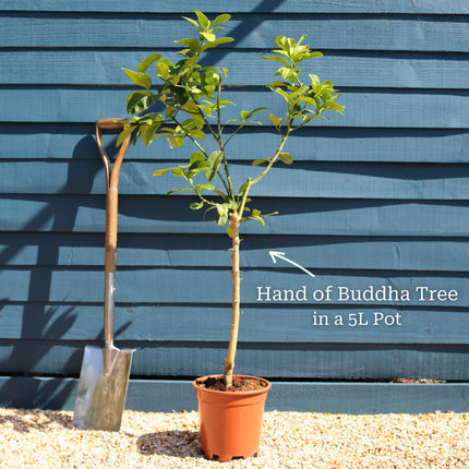 Hand of Buddha Citron Tree | Citrus medica digitata Trained Fruit Trees