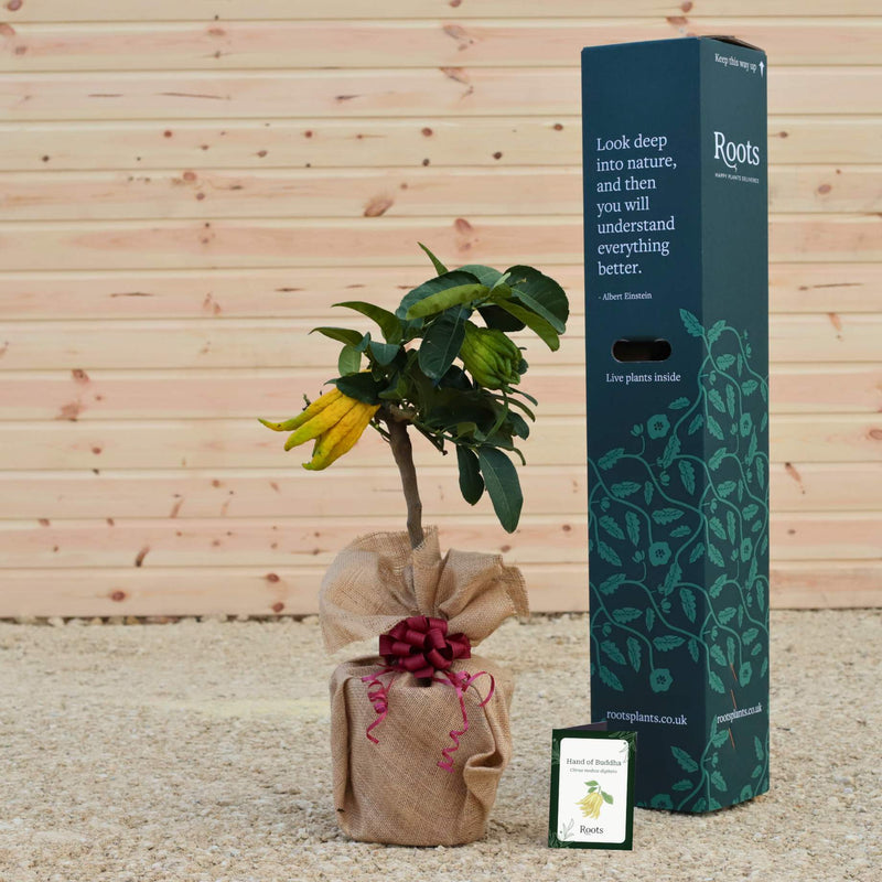 Hand of Buddha Tree Gift Gift Option