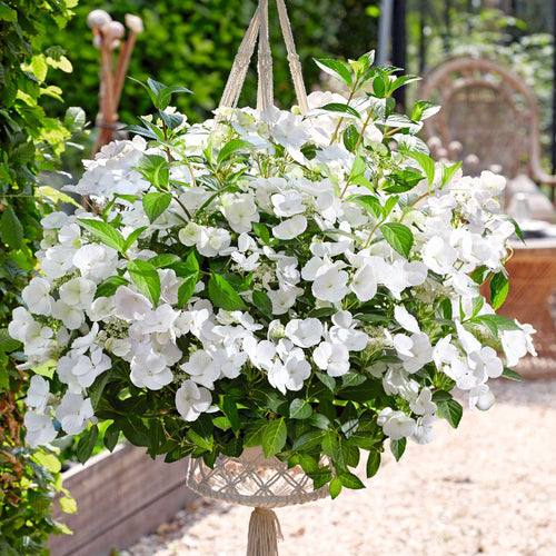 Hydrangea Macrophylla 'Runaway Bride' Shrubs