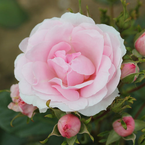 Pink Standard Rose | 'Happy Silver Wedding' Shrubs
