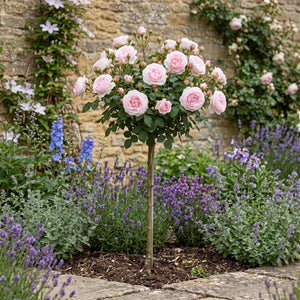 Pink Standard Rose | 'Happy Silver Wedding' Shrubs