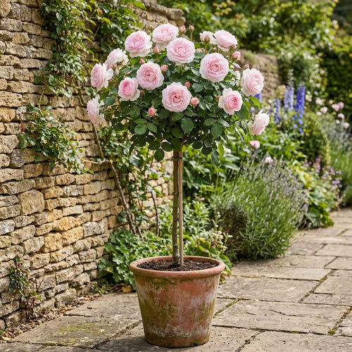 Pink Standard Rose | 'Happy Silver Wedding' Shrubs