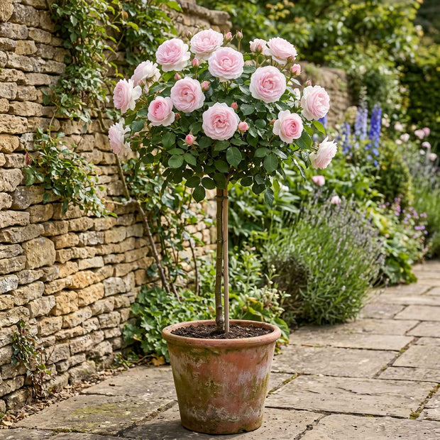 Pink Standard Rose | 'Happy Silver Wedding' Shrubs