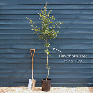 Hybrid Cockspur Hawthorn | Crataegus x lavalleei 'Carrierei' Ornamental Trees
