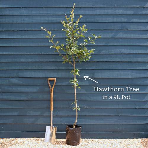 Hybrid Cockspur Hawthorn | Crataegus x lavalleei 'Carrierei' Ornamental Trees