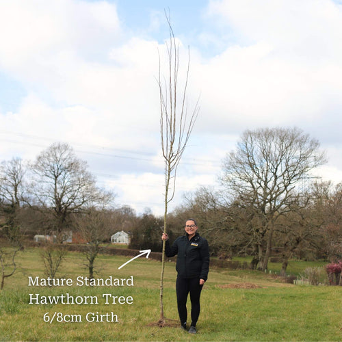 Red Hawthorn Tree | Crataegus laevigata 'Paul's Scarlet' Ornamental Trees