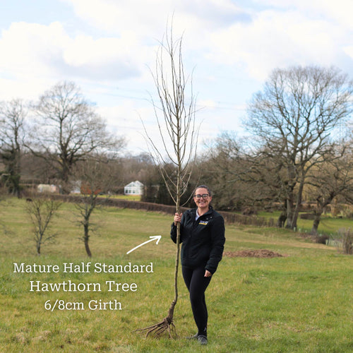 Red Hawthorn Tree | Crataegus laevigata 'Paul's Scarlet' Ornamental Trees