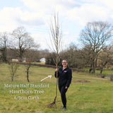 Red Hawthorn Tree | Crataegus laevigata 'Paul's Scarlet' Ornamental Trees