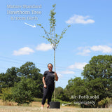 Red Hawthorn Tree | Crataegus laevigata 'Paul's Scarlet' Ornamental Trees