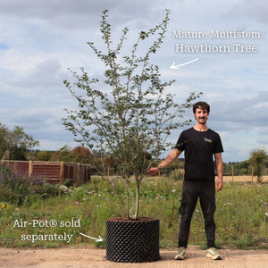 Red Hawthorn Tree | Crataegus laevigata 'Paul's Scarlet' Ornamental Trees
