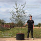 Red Hawthorn Tree | Crataegus laevigata 'Paul's Scarlet' Ornamental Trees