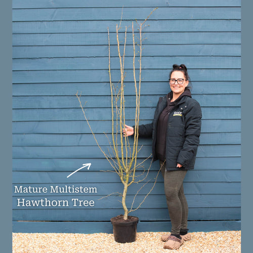 Double Pink Hawthorn Tree | Crataegus laevigata 'Rosea Flore Pleno' Ornamental Trees