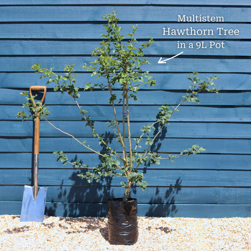 Red Hawthorn Tree | Crataegus laevigata 'Paul's Scarlet' Ornamental Trees