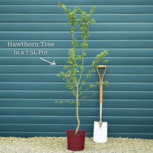Red Hawthorn Tree | Crataegus laevigata 'Paul's Scarlet' Ornamental Trees