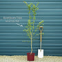 Red Hawthorn Tree | Crataegus laevigata 'Paul's Scarlet' Ornamental Trees