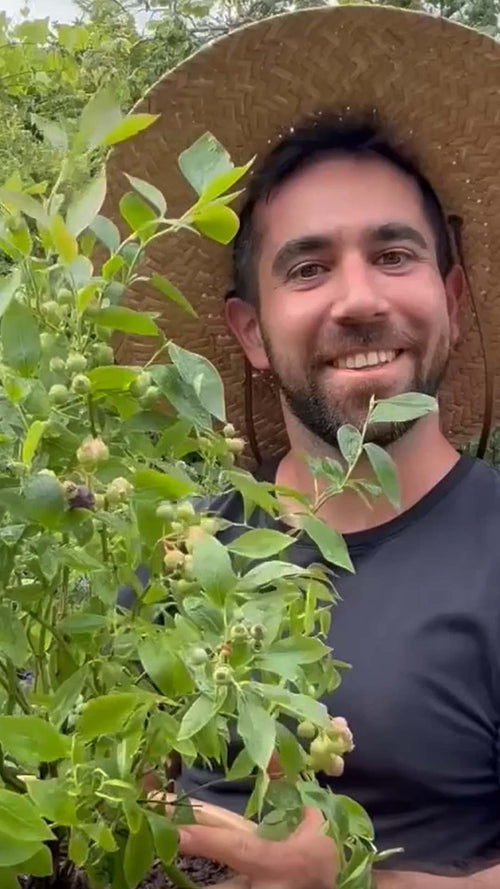 Hayati unboxes a 'Bluecrop' blueberry