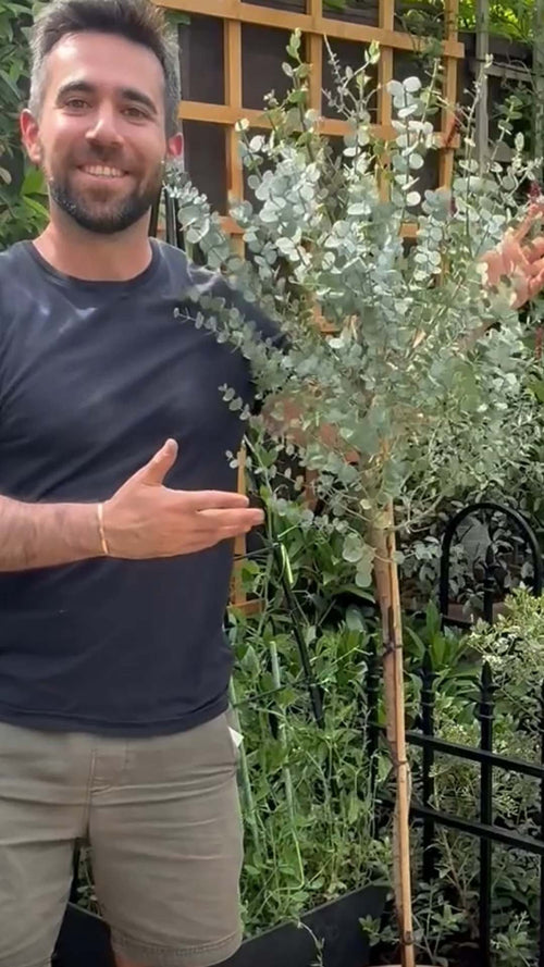 Hayati unboxes a eucalyptus tree
