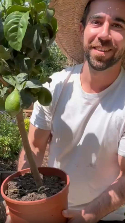 Hayati unboxes a lemon tree