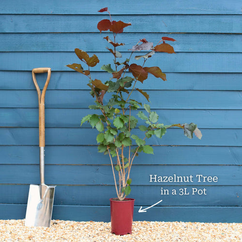 'Cosford' Hazelnut Tree | Corylus avellana Fruit Trees