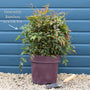 Heavenly Bamboo | Nandina domestica 'Obsessed' Shrubs