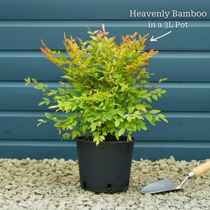 Heavenly Bamboo | Nandina domestica 'Gulf Stream' Shrubs