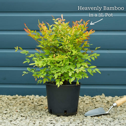 Heavenly Bamboo | Nandina domestica 'Gulf Stream' Shrubs